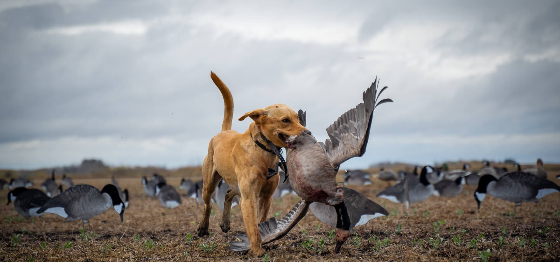 Goose Hunts in Canada Goose Hunts in Canada